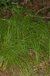 Ouachita Mountain sedge